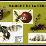 Mouche de la cerise