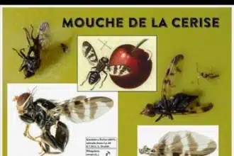 Mouche de la cerise