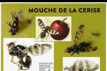 Mouche de la cerise