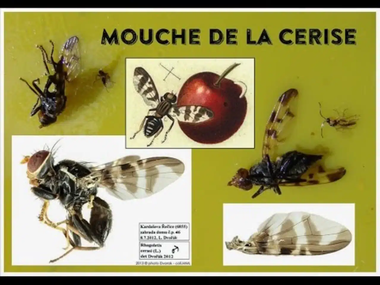 Mouche de la cerise