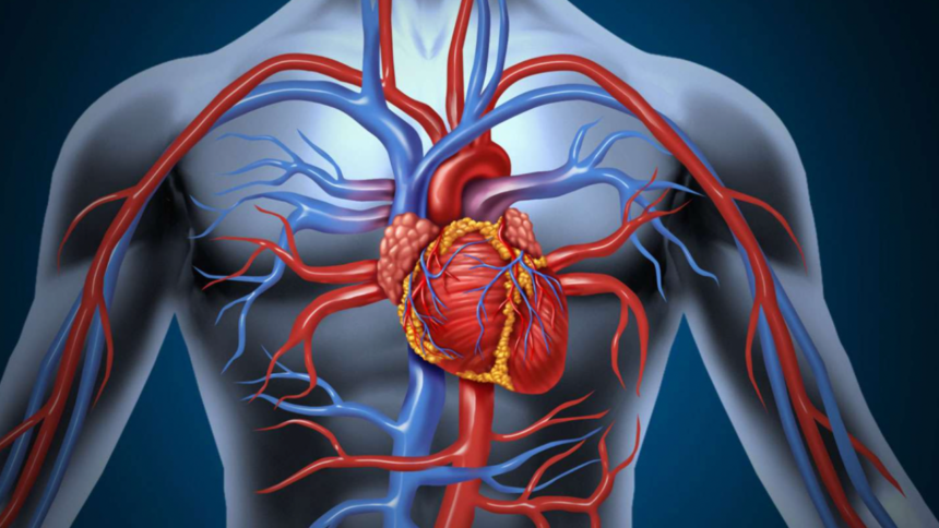 Artère coronaire gauche