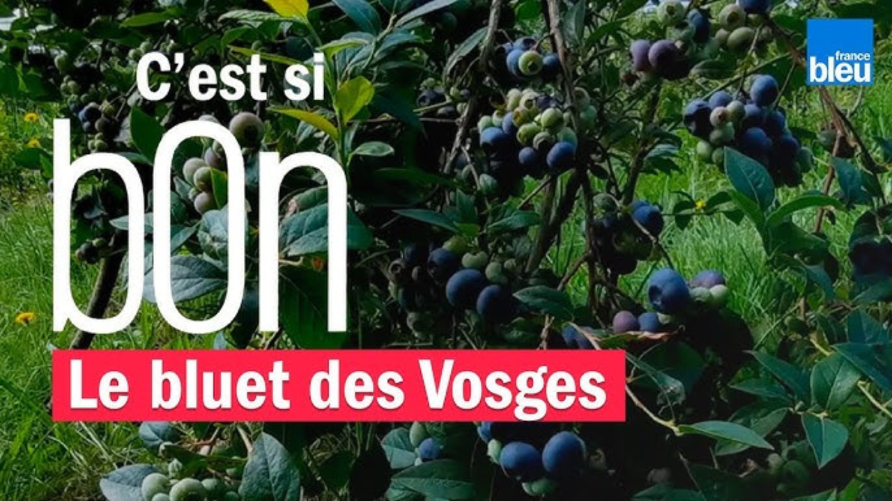 Bluet des Vosges